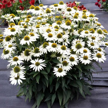 Echinacea-Kismet-White-1