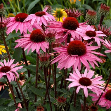 Echinacea-Merlot-5