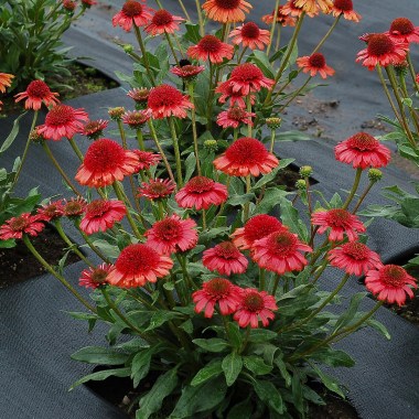 Echinacea-Prima-Cinnamon-1