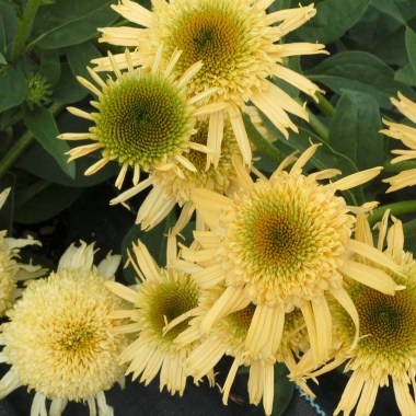 Echinacea-Secret-Joy-2