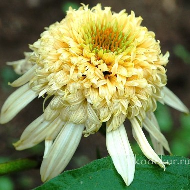 Echinacea_Secret_Joy