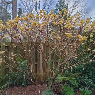 Edgeworthia-chrysantha-Snow-Cream.i-2246.s-66943.r-1