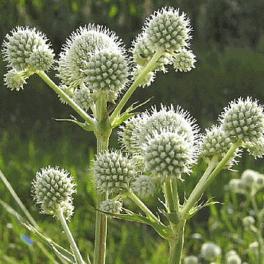 Eryngium-yuccifolium_medium