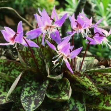 Erythronium-dens-c.-Purple-King1