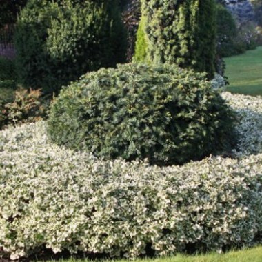 Euonymus_Silver_Q_2_big-642x393