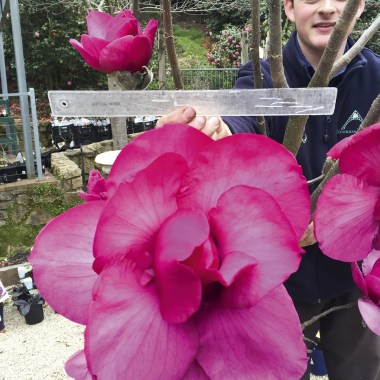 F-Magnolia-Felix-2-copy