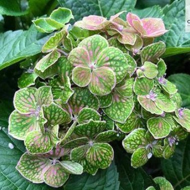 Greenmantle2