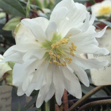 Helleborus-Dawns-Double-11