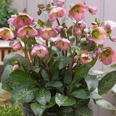Helleborus-iburgensis-Dorothys-Dawn-PPAF.i-13538.s-65482.r-1_20c197f4-46d1-434e-953d-1dbe9e1856b4_1024x1024