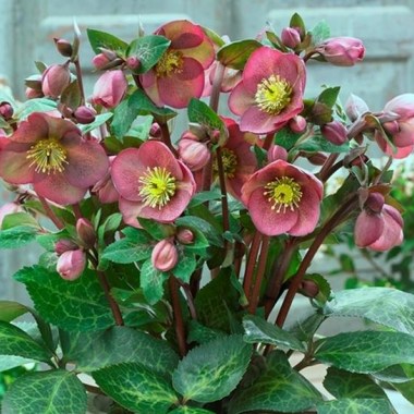 Helleborus-iburgensis-Pippas-Purple-PP-27121.i-11528.s-64215.r-1_3f1fa9a7-c824-4642-a23b-fa3976c76375_grande