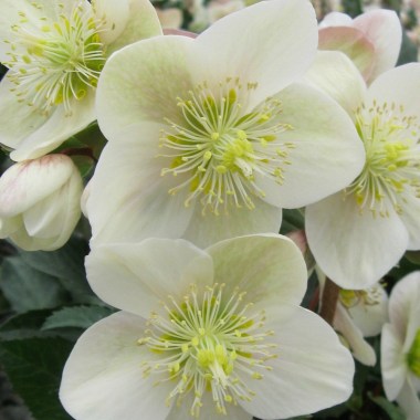 Helleborus_Champion__64309