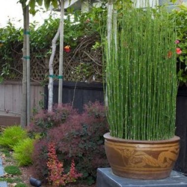 Horsetail_720x-317x393