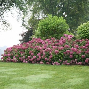 Hydrangea-Invincibelle-Mini-Mauvette-9