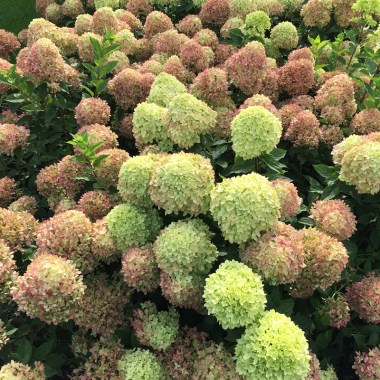 Hydrangea-Little-Lime-4-P