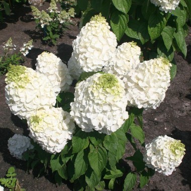 Hydrangea-MAGICAL-MONT-BLANC