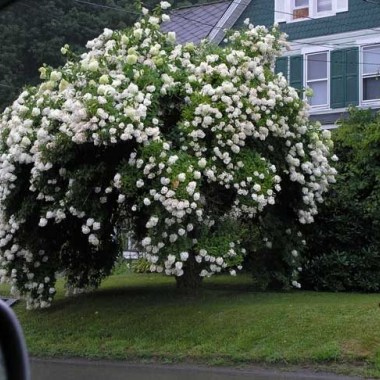 HydrangeaTree2