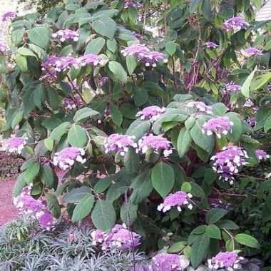 Hydrangea_aspera_Macrophylla_grande