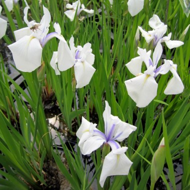 Iris_laevigata_Snowdrift_2-800x800