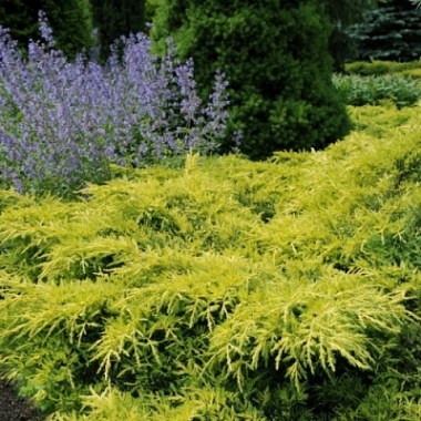 Juniperus_x_pfitzeriana_Gold_Star