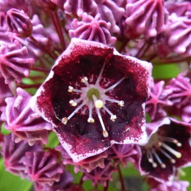 Kalmia-szerokolistna-LATCHMIN
