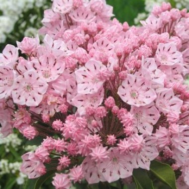 Kalmia_latifolia_Ola_KAHU_0008-osekkfstw2stjf3sgl702wwgtwjfdp5j00ejbyerl8