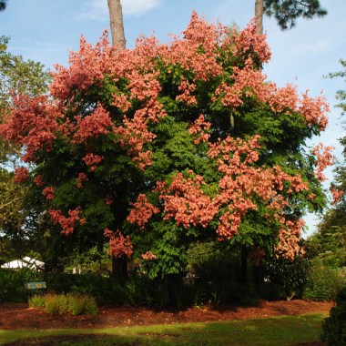 Koelreuteria-paniculata