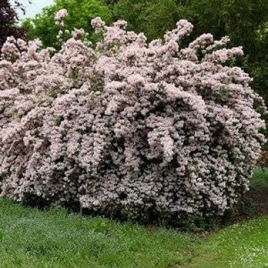 Kolkwitzia_amabilis-m
