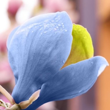 MAGN_BLUEOPAL_W35621