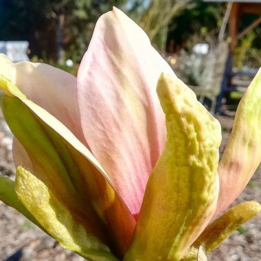 Magnolia-Apricot-Brandy_MTE2NTIxMDQ-900x1200