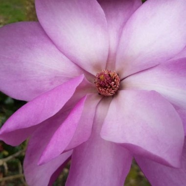 Magnolia-Phillip-Tregunna