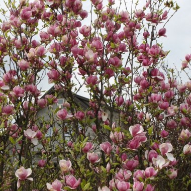 Magnolia_Lennei_4_big