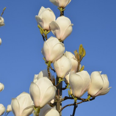 Magnolia_Mancho_Fan