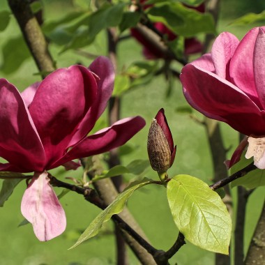 Magnolia_´Antje_Zandee´