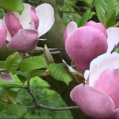 Magnoliya-sulanzha-Lennej