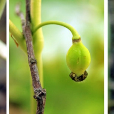 Mayapple-fruit