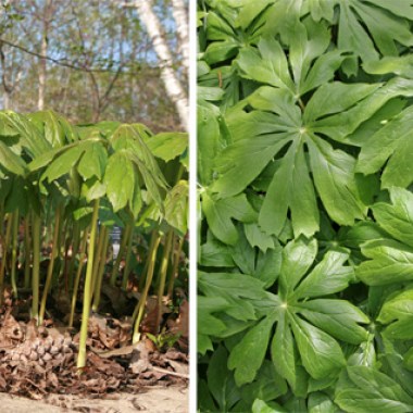 Mayapple-leaves