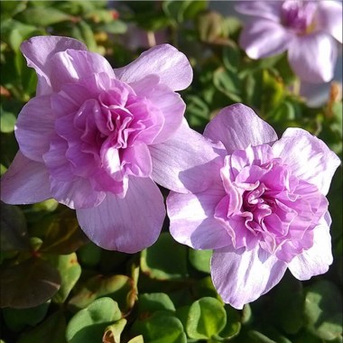 Oxalis-19