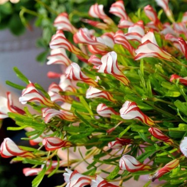Oxalis-26