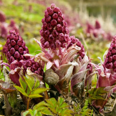 Petasites-hybridus