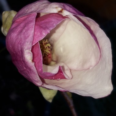 Photo-Editor-20190412-200900_ad9f7274-4f42-4147-9aa1-caa8a3837915_1024x1024@2x