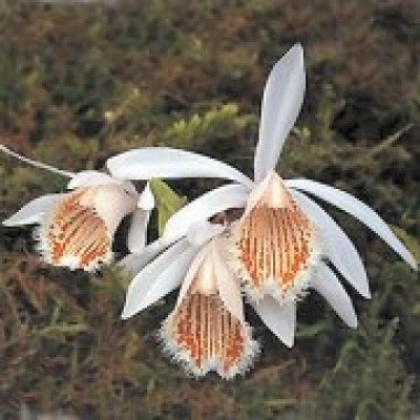 Pleione-humilis-orange-comp-medium