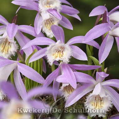 Pleione_Rossini_031701