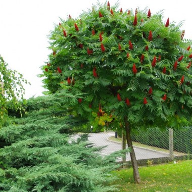 Rhus-typhina