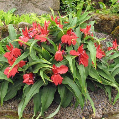 Roscoea-Red-Gurkha