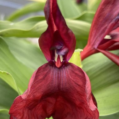 Roscoea-purpurea-Darcies-Hybrids-11-e1642693247710