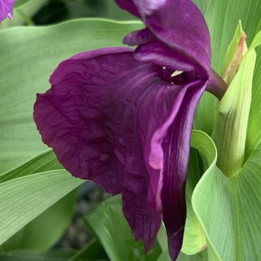 Roscoea-purpurea-Darcies-Hybrids-14