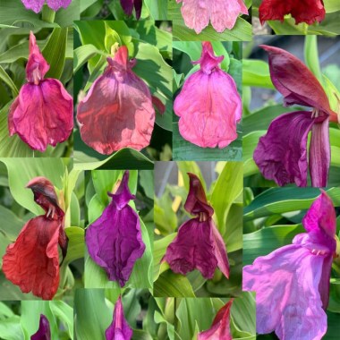 Roscoea-purpurea-Darcies-Hybrids-collage-e1642692707591