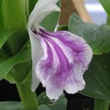 Roscoea-purpurea-Purple-Streaker