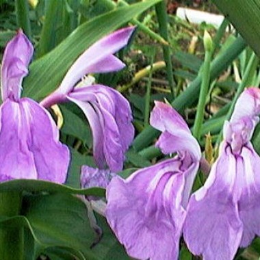 Roscoea-purpurea-comp-1