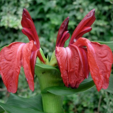 Roscoea-purpurea-f-rubra